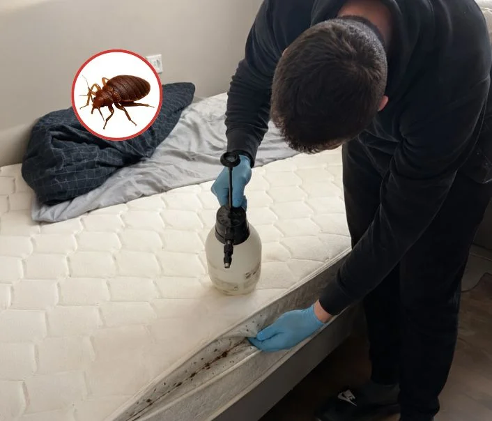 Technicien traitant un matelas contre les punaises de lit à Thiais